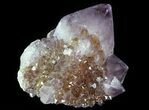 Cactus Quartz (Amethyst) Crystal Cluster - South Africa #64251-1
